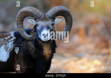 Mufflon Widder Bergschafe Ovis Ammon Musimon Winter Mantel Schafe wilde Schafe Ziege-Antilopen horn Hörner sind Tier, Stockfoto