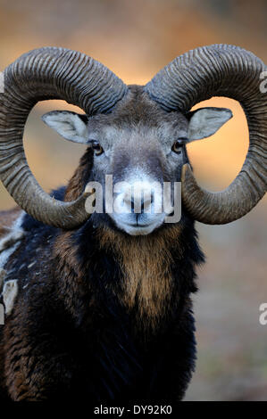 Mufflon Widder Bergschafe Ovis Ammon Musimon Winter Mantel Schafe wilde Schafe Ziege-Antilopen horn Hörner sind Tier, Stockfoto