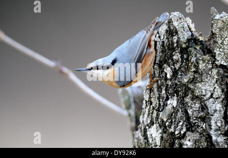 Kleiber, Sitta Europaea, Singvögel, Singvogel, Singvögel, Vogel, Vögel, Waldvogel, Tier, Tiere, Deutschland, Europa, Stockfoto