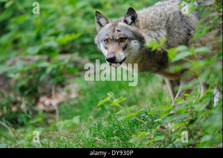 Canis Lupus Caniden europäischer Wolf grauer Wolf Raubtiere Wölfe Raubtier Wolf Canine europäischen Wolf Wald Landschaft Sommer Tiere, Stockfoto