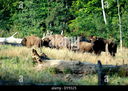 Bison Bison Bonasus Bovinae Rinder, Büffel Hörner bovine Klauentieren Tier Bisons Herbst Tier Deutschland Europa, Stockfoto