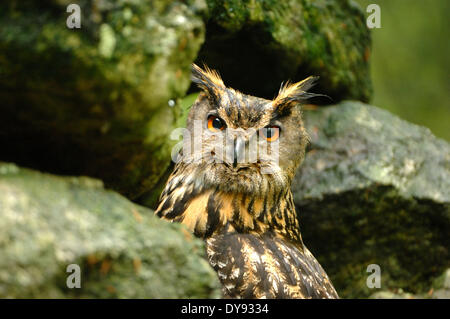 Uhu, Bubo Bubo, Eule, Eulen, Nacht, Greifvogel, Raubvogel, Vogel, Vögel, peering, Tier, Tiere, Deutschland, Europa, Stockfoto