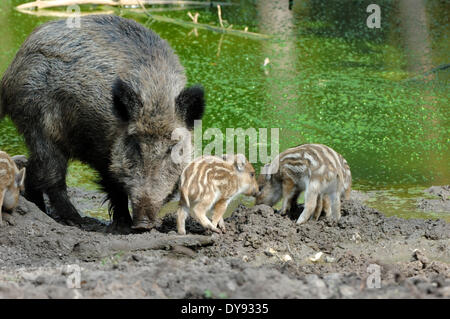 Wildschwein Sus Scrofa Scrofa Sau sät Wildschweine Klauentieren tierischen Schweinen Schwein Wirbeltiere Säugetiere schwelgen wilde Sau Tier ein Stockfoto