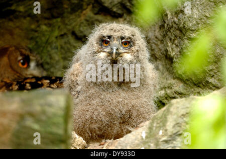 Uhu Bubo Bubo Eule Eulen Nacht Vogel der Beute Greifvögel Vogel Vögel Uhu junge Tier Deutschland Europa, Stockfoto