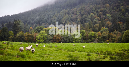 Schafbeweidung am Rande des Glenbranter Waldes. Stockfoto