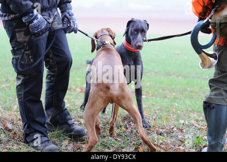 Battue Mittelfranken jagen niedrig Jagd ländlich Magyar Vizla Deutsch Drahthaar Pointer Hund Hund Tier Deutschland Stockfoto