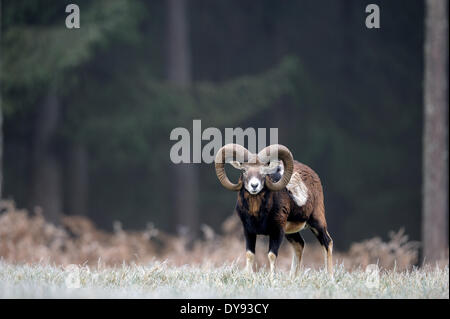 Mufflon Widder Bergschafe Ovis Ammon Musimon Winter Mantel Schafe wilde Schafe Ziege-Antilopen horn Hörner sind Tier, Stockfoto