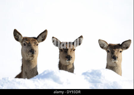 Rothirsch Geweih Geweih Cervid Cervus Elaphus Reh Hirsch Hirsch Huftiere Sommer samt Herbst Schnee Tier Keim Stockfoto