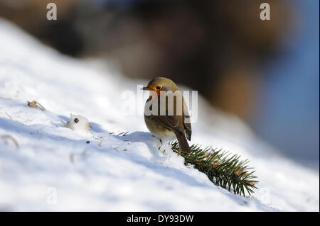 Rotkehlchen, Robin, Singvögel, Singvögel, Fliege, Fliegenschnäpper, Singvogel, Vogel, Vögel, Schnee, Tier, Tiere, Deutschland, Europa, Stockfoto