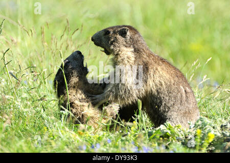 Nagetier, Alpine Murmeltier, Murmeltier, Gopher, Mankei, Marmota, Sommer, Tier, Tiere, Deutschland, Europa, Stockfoto