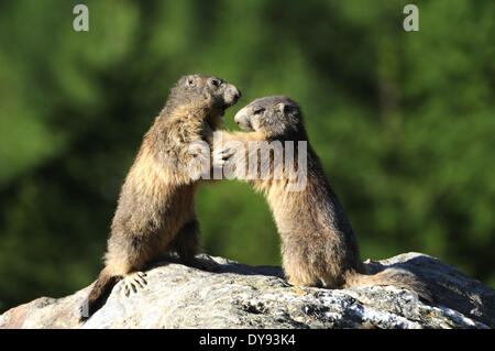 Nagetier, Alpine Murmeltier, Murmeltier, Gopher, Mankei, Marmota, Sommer, Tier, Tiere, Deutschland, Europa, Stockfoto