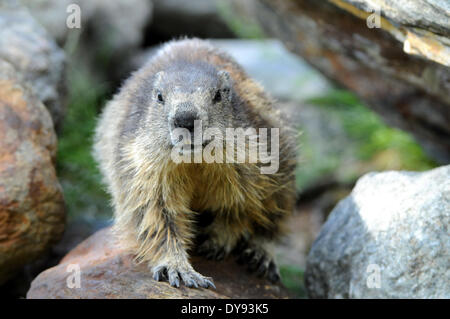 Nagetier, Alpine Murmeltier, Murmeltier, Gopher, Mankei, Marmota, Sommer, Tier, Tiere, Deutschland, Europa, Stockfoto