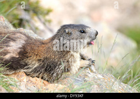 Nagetier, Alpine Murmeltier, Murmeltier, Gopher, Mankei, Marmota, Sommer, Tier, Tiere, Deutschland, Europa, Stockfoto