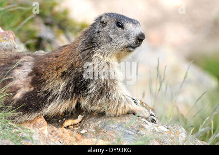 Nagetier, Alpine Murmeltier, Murmeltier, Gopher, Mankei, Marmota, Sommer, Tier, Tiere, Deutschland, Europa, Stockfoto