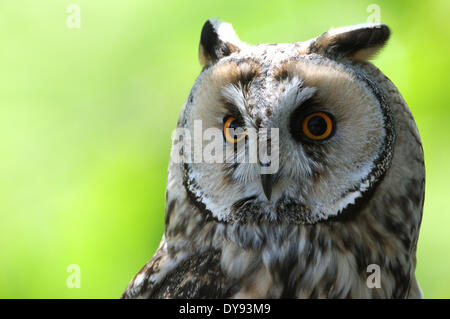 Lange eared Eule, Asio Otus, Eule, Eulen, Nachtschwärmer, Ohr Eulen, Vogel, Tier, Tiere, Deutschland, Europa, Stockfoto