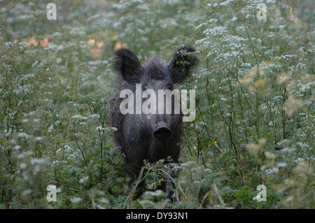 Wildschwein Sus Scrofa Scrofa Sau sät Wildschweine Klauentieren tierischen Schweinen Schwein Wirbeltiere Säugetiere Wiese Tier Germa Stockfoto