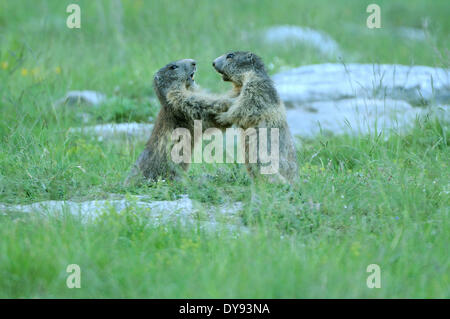 Nagetier, Alpine Murmeltier, Murmeltier, Gopher, Mankei, Marmota, Sommer, Tier, Tiere, Deutschland, Europa, Stockfoto