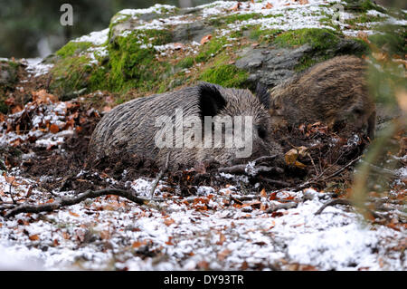 Wildschwein Sus Scrofa Scrofa Sau sät Wildschweine Klauentieren tierischen Schweinen Schwein Wirbeltiere Säugetiere Tier Deutschland Euro Stockfoto