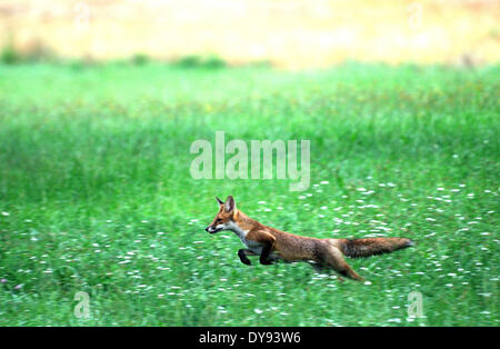 Rotfuchs fox Predator Caniden listige europäischen Fuchs Vulpes Vulpes Füchse junge Getreidefeld Maisfeld springen Tier Germa Stockfoto