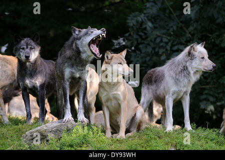 Östlichen Timber Wolf Canis Lupus LYKAON amerikanischen Gray Wolf Wolf grauer Wolf Caniden Hunde Canis Raubtier Wölfe hüten Herdenverhalten, Stockfoto