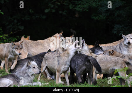 Östlichen Timber Wolf Canis Lupus LYKAON amerikanischen Gray Wolf Wolf grauer Wolf Caniden Hunde Canis Raubtier Wölfe hüten Herdenverhalten, Stockfoto