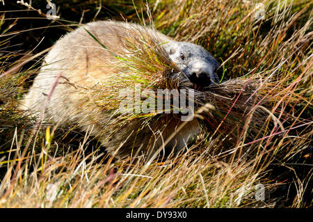 Murmeltier Nagetier Alpine Murmeltier Gopher Mankei Marmota Herbst Winterschlaf Tiere Säugetiere Nagetiere Tier Deutschland Eur Stockfoto