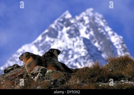 Murmeltier Nagetier Alpine Murmeltier Gopher Mankei Marmota Herbst Winterschlaf Tiere Säugetiere Nagetiere Tier Deutschland Eur Stockfoto