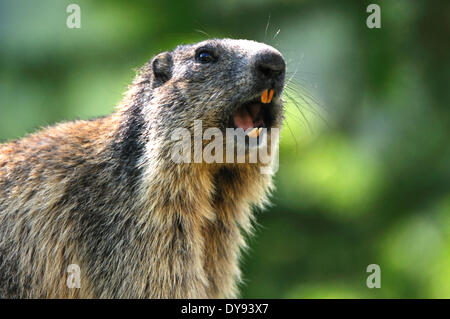 Nagetier, Alpine Murmeltier, Murmeltier, Gopher, Mankei, Marmota, Pfeife, Warnung, Tier, Tiere, Deutschland, Europa, Stockfoto