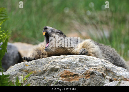 Nagetier, Alpine Murmeltier, Murmeltier, Gopher, Mankei, Marmota, Gähnen, Tier, Tiere, Deutschland, Europa, Stockfoto