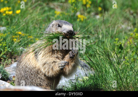 Nagetier, Alpine Murmeltier, Murmeltier, Gopher, Mankei, Marmota, Tier, Tiere, Deutschland, Europa, Stockfoto