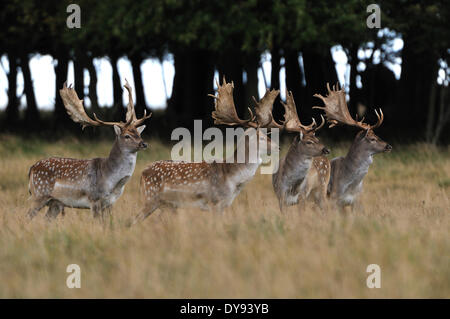 Damhirsche, Rehe, Hirsche, Hirsch, Klauentieren Tier, Geweih, Cervid, Dama Dama, Tier, Tiere, Deutschland, Europa, Stockfoto