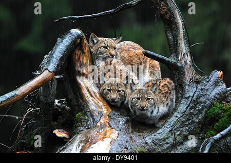 Luchs Katze Raubkatze Raubtier Katzen Wildkatze Großkatzen Luchse Pelztiere Winter Winter Luchs Lynx Lynx Eurasischen Luchs europäischen Schnee Stockfoto