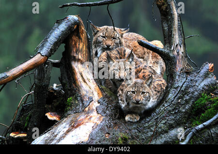 Luchs Katze Raubkatze Raubtier Katzen Wildkatze Großkatzen Luchse Pelztiere Winter Winter Luchs Lynx Lynx Eurasischen Luchs europäischen Schnee Stockfoto