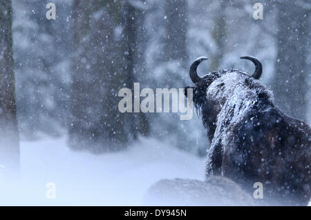 Bison Bison Bonasus Bovinae Rinder Büffel Hörner bovine Klauentieren Tier Bisons winter Bisons Schnee Tier Keim Stockfoto
