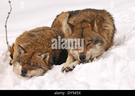 Canis Lupus Caniden europäischer Wolf grauer Wolf Raubtiere Wölfe Raubtier Wolf Winter Schnee kalt Frost Canine Tier Keim Stockfoto