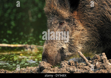 Wildschwein Sus Scrofa Scrofa Sau sät Wildschweine Klauentieren tierischen Schweinen Schwein Wirbeltiere Säugetiere schwelgen wilde Sau Tier ein Stockfoto