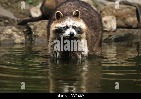 Racoon Caniden Raubtier kleiner Bär nordamerikanischer Waschbär Procyon Lotor Waschbären Racoon Futtersuche Wasser Fell Tier invasive Immigr Stockfoto