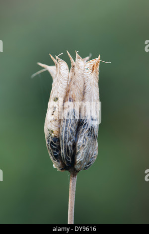 Akeleien haben seit Jahrhunderten angebaut und gehören zu den beliebtesten Stauden ideal geeignet für Waldgärten. Stockfoto