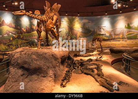 Haplocanthosaurus, Skelett gegossen, Jurassic Hall of Utah Bereich House of State Park Naturkundemuseum, Vernal, Utah, USA Stockfoto