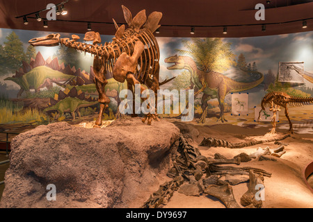 Haplocanthosaurus, Skelett gegossen, Jurassic Hall of Utah Bereich House of State Park Naturkundemuseum, Vernal, Utah, USA Stockfoto