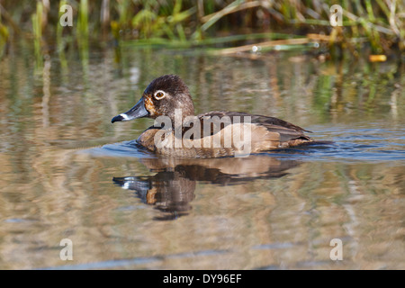 Weibliche Ring – Necked Ente schwimmen in ruhigem Wasser eines Teiches Stockfoto