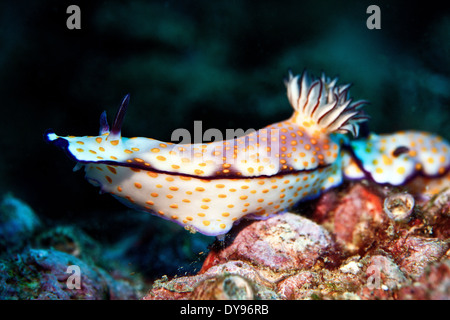 Oman, Daymaniyat Inseln Risbecia pulchella Stockfoto