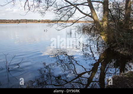 Wasseroberfläche mit Wellen und Reflexionen von überhängenden Ästen, am großen Teich Frensham, Waverley, Surrey, UK Stockfoto