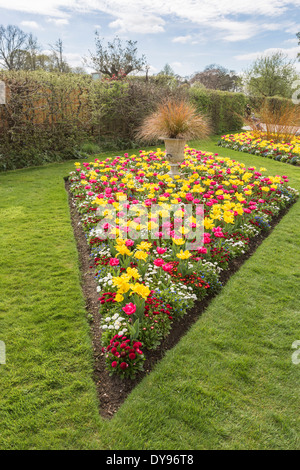 In leuchtenden Farben lila und gelbe Tulpen wachsen im Blumenbeet im Frühjahr bei RHS Gärten, Wisley, Surrey, UK Stockfoto