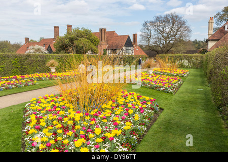 Hell violett und gelb Tulpen in Blumenbeete und Grenzen im Frühling und Labor an der RHS botanische Gärten, Wisley, Surrey, Großbritannien Stockfoto