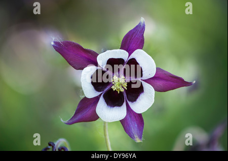 Aquilegia Vulgaris 'William Guinness' mit der markanten dunklen lila und weißen Blüte erinnert an das bekannte Getränk. Stockfoto