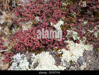 Englische Fetthenne (Sedum Anglicum), eine niedrig wachsende Steinbrech-Pflanze und Flechten auf einem Felsen Stockfoto