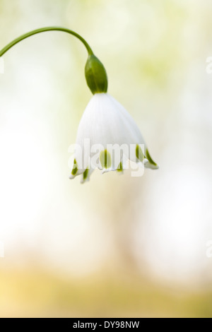 Hier sehen Sie eine Feder Schneeflocke in Nahaufnahme Pfingstmontag verwischen Stockfoto