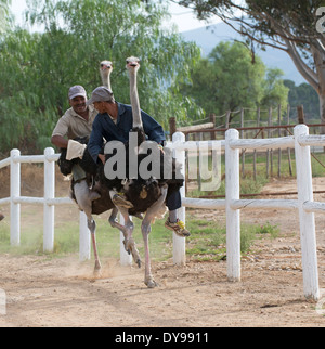 Jockeys Reiten Strauße in einem Rennen bei Oudtshoorn South Africa Stockfoto