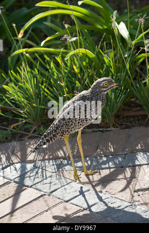 Spotted dick Knie Dikkop. Pluver einer südafrikanischen Vogel auf Gartenweg ein s nach Hause Western Cape Stockfoto